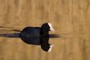 Coot